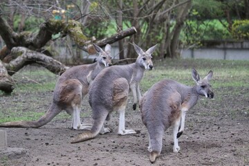 Kangaroos at a Wildlife Park Engaging With Their Environment During the Afternoon
