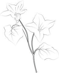 Vector sketch of ivy flowers. Vector illustration of a Beautiful ivy flower with a bouquet of yellow calla flowers and leaves. vintage floral vector illustration, detailed flower coloring pages