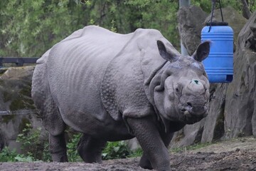 Obraz premium Rhinoceros Walking in a Natural Habitat With a Blue Water Container Nearby