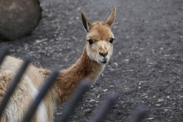 Wildlife Encounter With a Curious Guanaco in a Natural Habitat Setting During Daylight