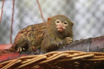 Small Monkey Resting on a Woven Basket Inside a Tropical Habitat