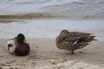 Ducks Resting on Sandy Shore Near the Water During a Calm Afternoon