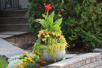 Fototapeta premium bright red blossom rising above medium-green leaves in busy round concrete planter in garden