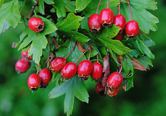 Blood-red hawthorn berries
