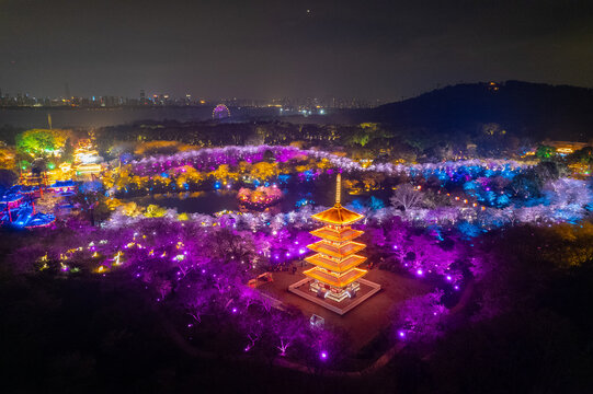 Cherry blossoms bloom bright in Wuhan's East Lake Moshan Garden, illuminated by colorful lights at night.