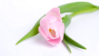 Delicate pink tulip on white