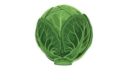 Fresh Green Cabbage Head Isolated on White Background.