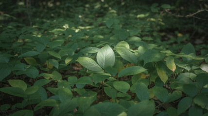 green leaves in the garden