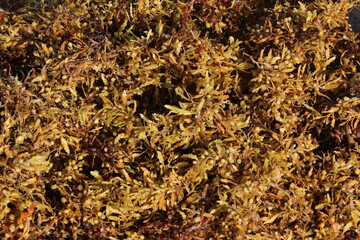 Sargassum Seaweed Algae Up close