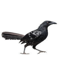 Obraz premium Png of the asian glossy starling is walking isolated on transparent background, a species of starling in the family sturnidae, found in southeast asia