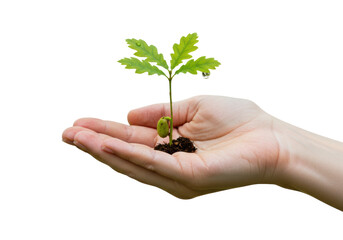 Isolated young oak sapling growing in palm, future growth, healthy leaves and soil ready to plant