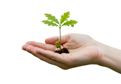 Isolated young oak sapling growing in palm, future growth, healthy leaves and soil ready to plant
