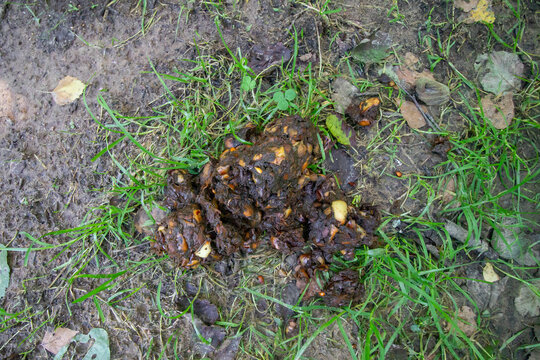 Bear Scat with Apple Pieces &ndash; Evidence of Bear Feeding in Forest Habitat