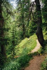 Sommerweg durch den Bergwald in Sölden