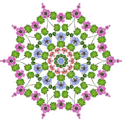 Mandala from flowers. Geranium, cranesbill, pelargonium. Element for web design and templates. East, ethnic pattern, floral ornament. Kaleidoscope effect.