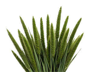 Fototapeta premium “Decorative Green Grass Sprigs with Seed Tops, isolated cutout”.