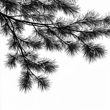 High Contrast Pine Tree Branch with Snow and Ice.