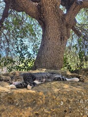 old tree with a laying car on cobblestone