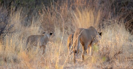 Lioness walking through the savannah at the Samburu national park in Kenya