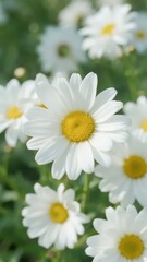 Close-up of white daisies with yellow centers in a garden setting