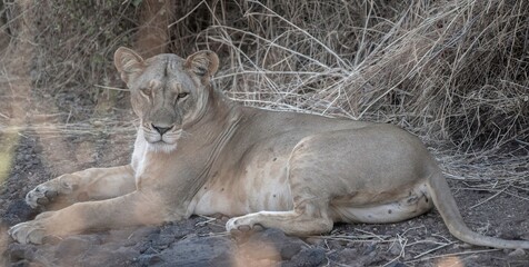 Lioness resting in the savannah at Samburu national park in Kenya