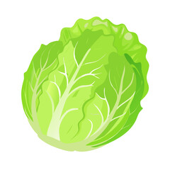 Fresh green lettuce head isolated on transparent background