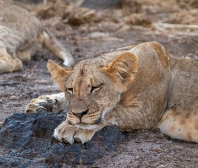 Lion cub resting in the savannah at Samburu national park in Kenya