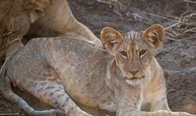 Lion cub resting in the savannah at Samburu national park in Kenya