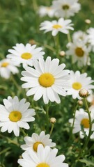 Close-up of white daisies with yellow centers growing in a green field
