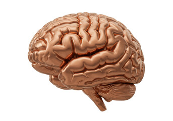 Isolated Cerebral Organ Metallic 3D Model Anatomy Structure Neurological Cognitive Science