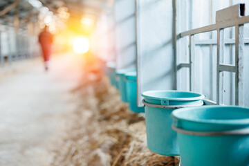 Fototapeta premium Sunlit barn interior with feeding buckets for calf and straw along aisle