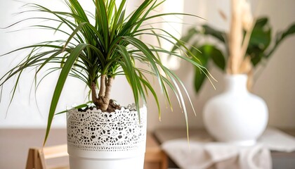 Indoor plant in decorative pot