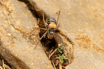Cricket walking on rocks in natural habitat