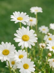 White daisies with yellow centers blooming in a green field