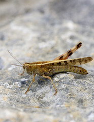 Bright yellow grasshopper resting on rock in Cyprus