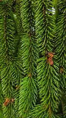 Christmas spruce tree branches close-up, natural green fir background