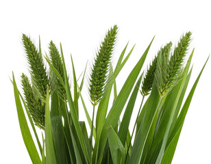 “Fresh Green Grass Blades with Seed Heads, isolated on transparent background”.