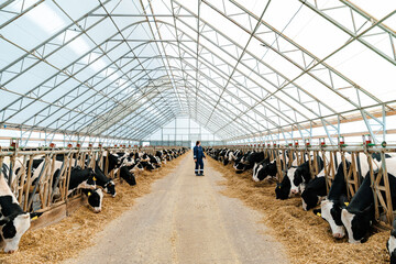 Adult farmer in modern barn with feeding dairy cows under high arched roof © Parilov