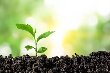 small green plant in the dirt soil