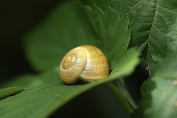 snail on a leaf close up