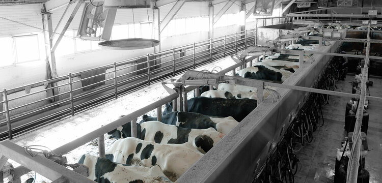 Cows in modern dairy farm parlor for milking process