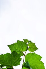 Fresh Green Grape Vine Leaf Close Up Plant Beauty