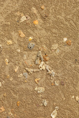 Overhead Detailed Beach Sand with Coral Fragments and Crab Balls Background