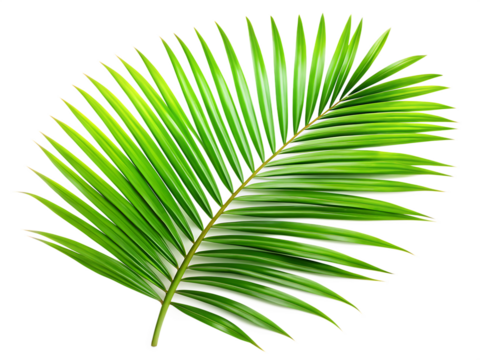 tropical nature green palm leaf isolated on white background ,PNG. AI Generated
