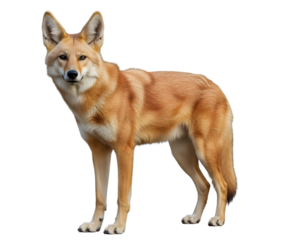 A reddish-brown coyote standing alertly against a white background.
