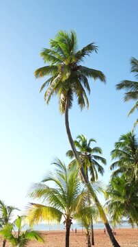 COQUEIRO NA PRAIA NA ORLA DE JO&Atilde;O PESSOA CABO BRANCO E UM C&Eacute;U AZUL, LINDO (COCONUT TREE ON THE BEACH IN JO&Atilde;O PESSOA CABO BRANCO AND A BEAUTIFUL BLUE SKY)