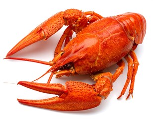 Red crawfish on white background