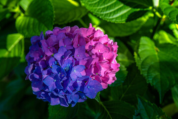 Close up of light blue and pink Hydrangeaus flower cluster.