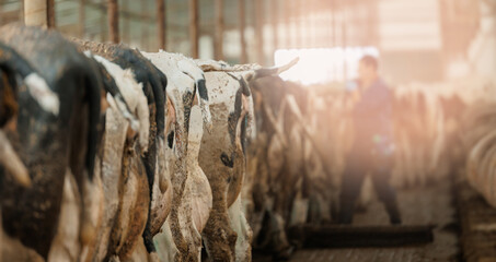 Cows lined up in barn with blurred figure in background. Concept vet rectal health check reproductive system of cattle