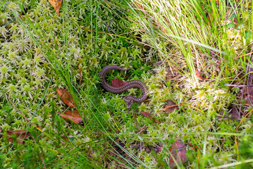 Adder Snake Coiled in Mossy Forest Floor – Close-Up Wildlife Portrait